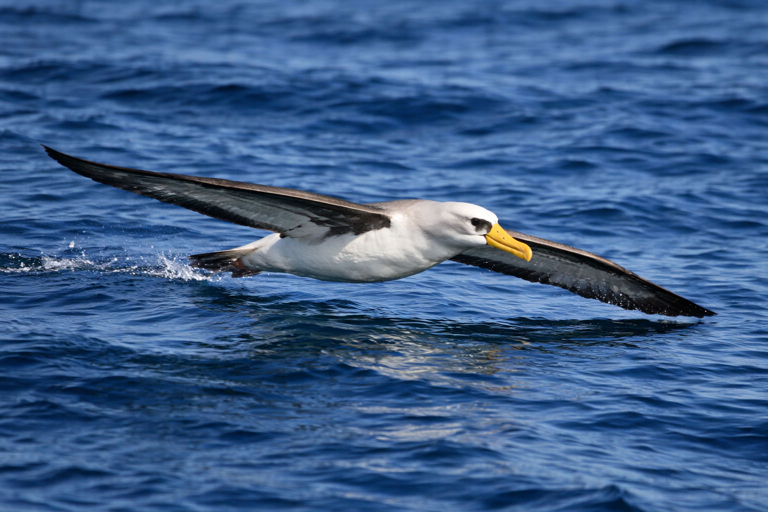 Seabirds Inspire Breakthrough in GPS-Free Navigation Technology